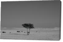 Alone In The Desert - Gallery Wrap