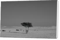 Alone In The Desert - Standard Wrap