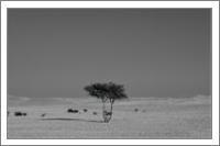 Alone In The Desert - No-Wrap