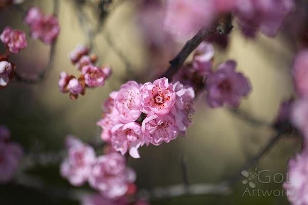 prunus-blossom
