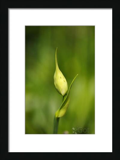 Agapanthus Bud With Side Shoot