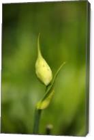 Agapanthus Bud With Side Shoot - Gallery Wrap