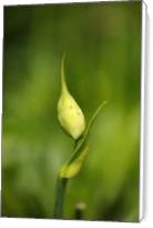 Agapanthus Bud With Side Shoot - Standard Wrap