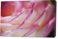 Rose Pleats Of Pink - Gallery Wrap
