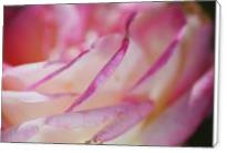 Rose Pleats Of Pink - Standard Wrap
