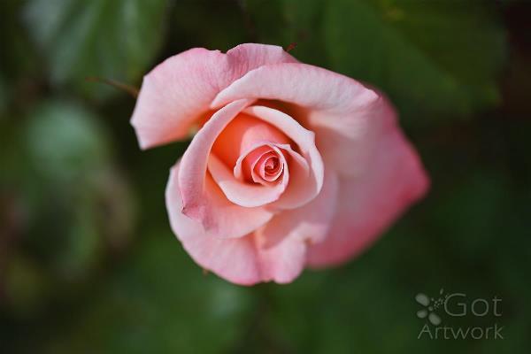 apricot-rose-of-elegance