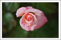 Apricot Rose Of Elegance - No-Wrap