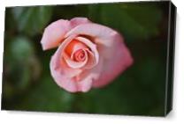 Apricot Rose Of Elegance As Canvas