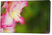 Gladioli Flower Whispers In Profile - Gallery Wrap