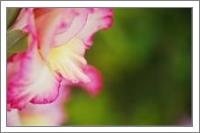 Gladioli Flower Whispers In Profile - No-Wrap