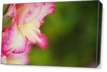 Gladioli Flower Whispers In Profile As Canvas