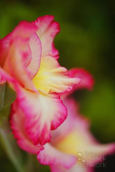 Gladioli Flower Elegant Side Profile