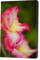 Gladioli Flower Elegant Side Profile - Gallery Wrap