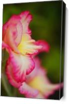 Gladioli Flower Elegant Side Profile As Canvas