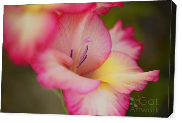 Gladioli Flower One In Bloom