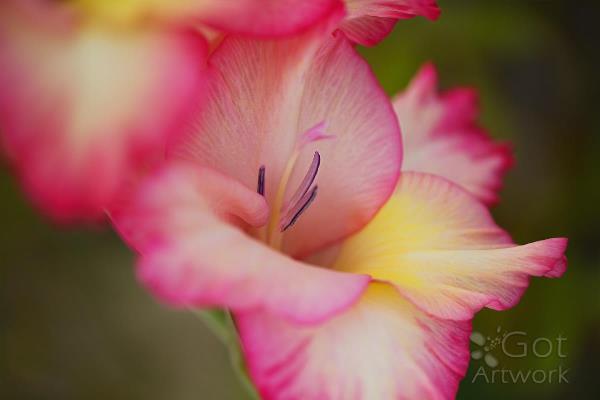 gladioli-flower-one-in-bloom