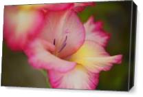 Gladioli Flower One In Bloom - Gallery Wrap Plus