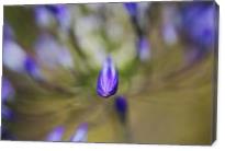 Agapanthus Buds Powered - Gallery Wrap