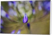 Agapanthus Buds Powered - Standard Wrap