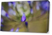 Agapanthus Buds Powered As Canvas