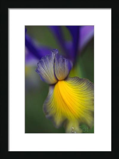 Iris Purples And Yellow