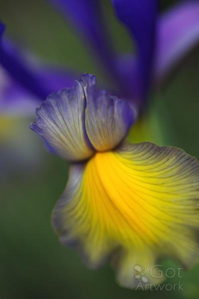 Iris Purples And Yellow