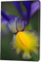 Iris Purples And Yellow - Gallery Wrap