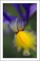 Iris Purples And Yellow - No-Wrap