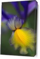 Iris Purples And Yellow - Gallery Wrap Plus