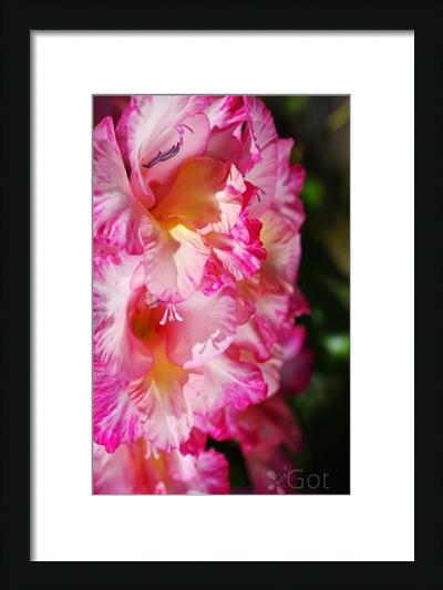 Gladioli Flower Pink