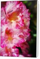 Gladioli Flower Pink - Standard Wrap