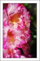 Gladioli Flower Pink - No-Wrap