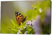 Butterfly On A Diosma Flower - Gallery Wrap