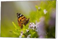 Butterfly On A Diosma Flower - Standard Wrap