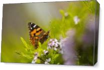 Butterfly On A Diosma Flower As Canvas