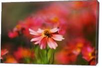 Rum Punch Plant Flowers - Gallery Wrap
