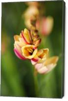 African Corn Lily Yellow Pink - Gallery Wrap