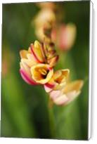 African Corn Lily Yellow Pink - Standard Wrap