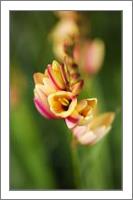 African Corn Lily Yellow Pink - No-Wrap