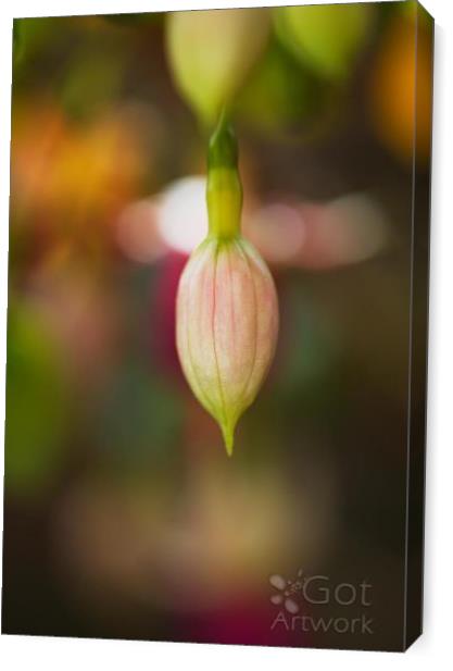 Fuchsia Flower In Bud