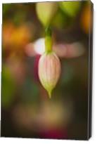 Fuchsia Flower In Bud - Gallery Wrap
