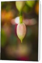 Fuchsia Flower In Bud - Standard Wrap
