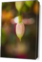 Fuchsia Flower In Bud As Canvas