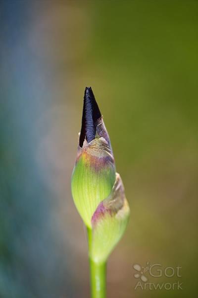 the-iris-bud-belly