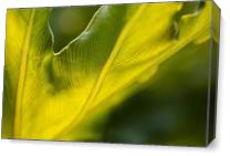 Monstera Deliciosa Leaf - Gallery Wrap Plus
