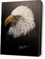 Bald Eagle As Canvas