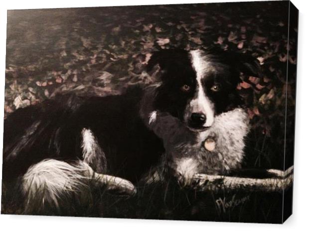 Border Collie Border Collie