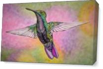 Little Hummingbird As Canvas