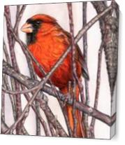Red Cardinal As Canvas