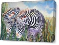Zebra Zebra As Canvas